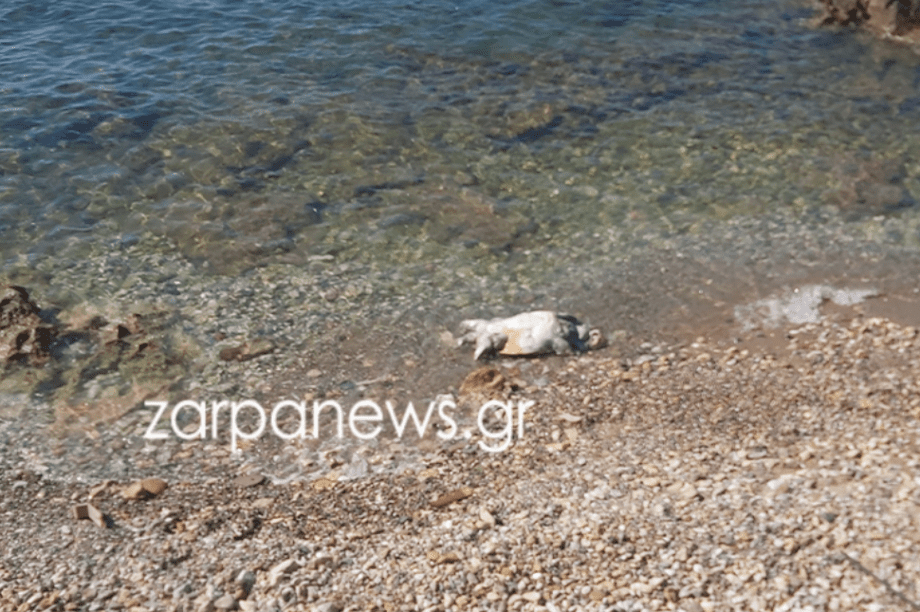 Χελώνα Χανιά