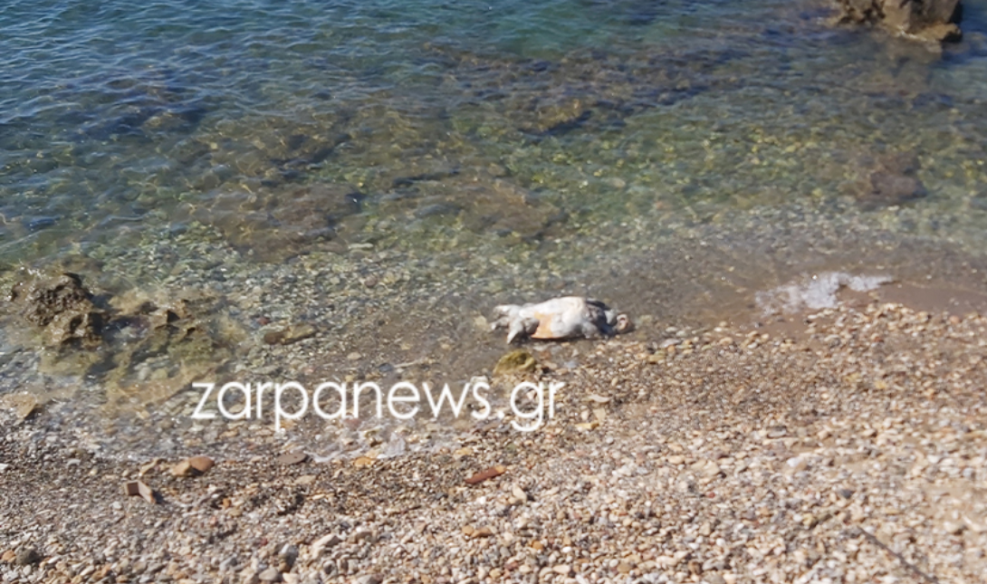 Χελώνα Χανιά