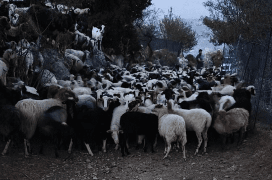 αιγοπρόβατα κτηνοτρόφοι