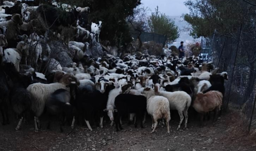 αιγοπρόβατα κτηνοτρόφοι