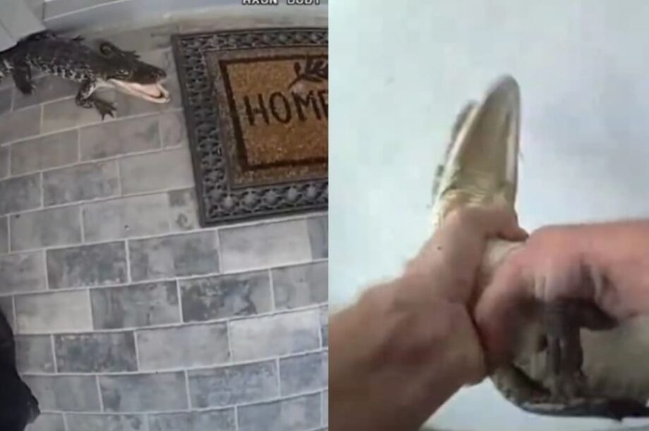 αλιγάτορας