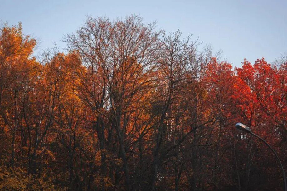 φθινόπωρο δέντρα