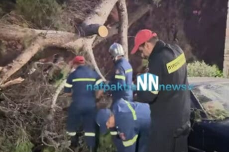 Δέντρο