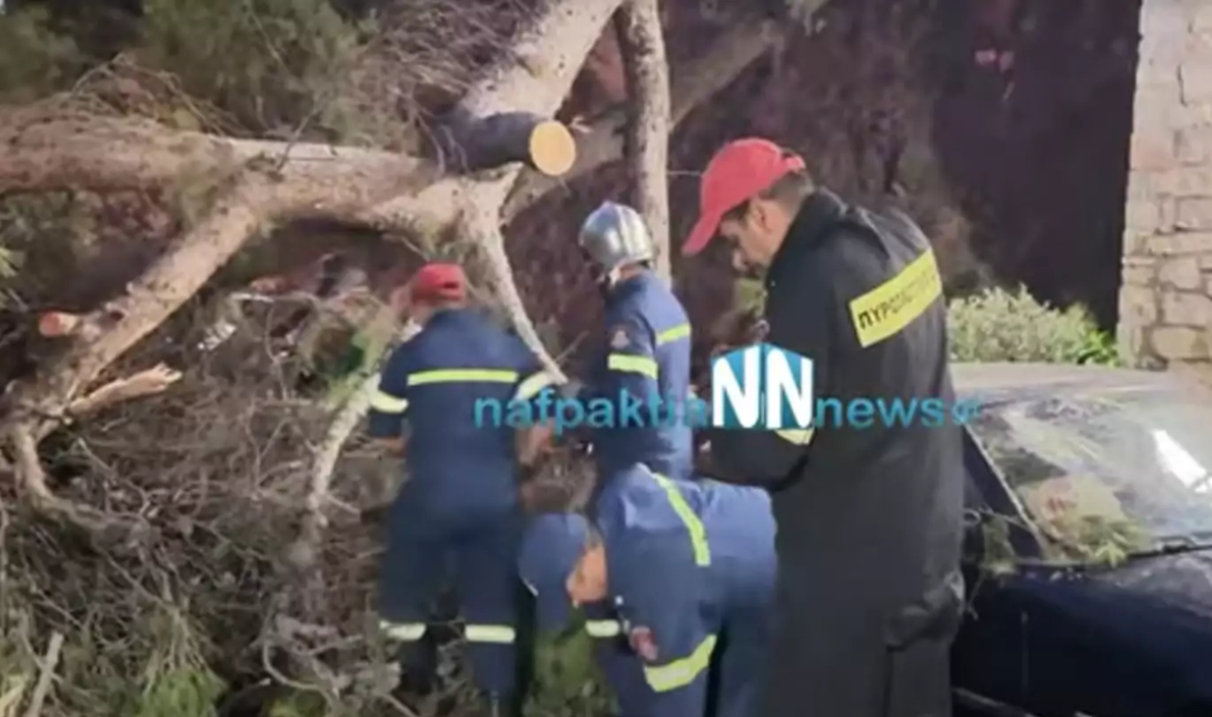 Δέντρο
