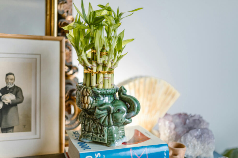 Φενγκ Σούι: 5 φυτά που δεν πρέπει να λείπουν από το σπίτι σου το φθινόπωρο