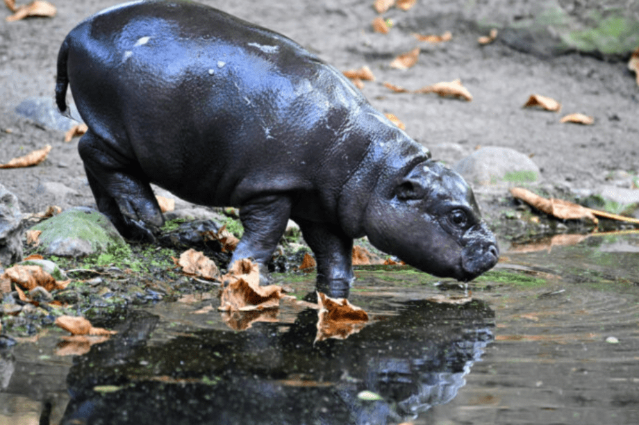 Βερολίνο ιπποπόταμος