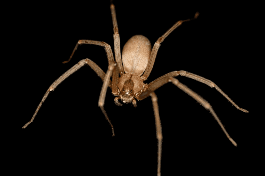 καφέ αράχνη