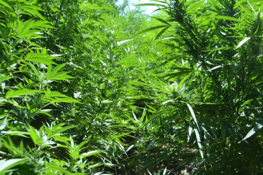 κάνναβη