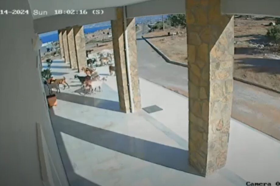 Λασίθι: Ανεξέλεγκτες κατσίκες προκαλούν καταστροφές μέσα στο… ΒΙΟΠΑ (βίντεο)