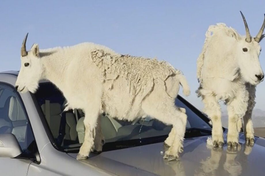 κατσίκες αμάξι