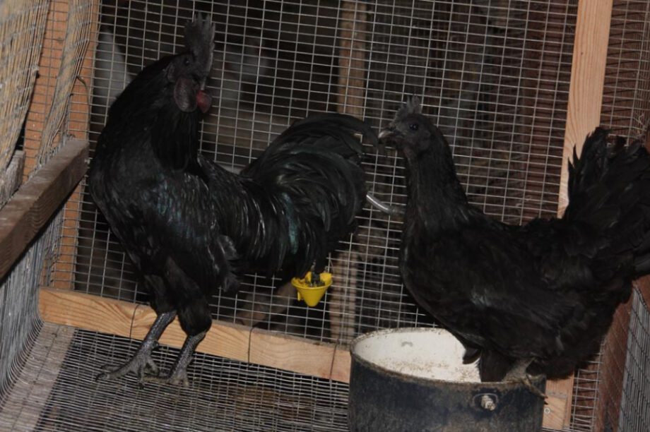 Κότα Τσερμάνι