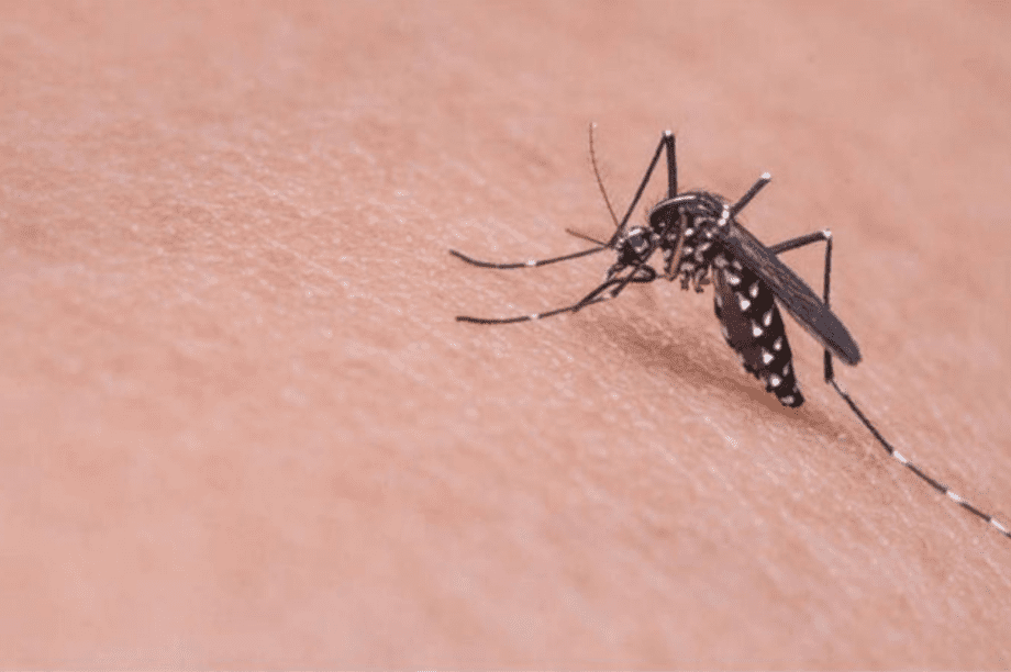 ιός Δυτικού Νείλου