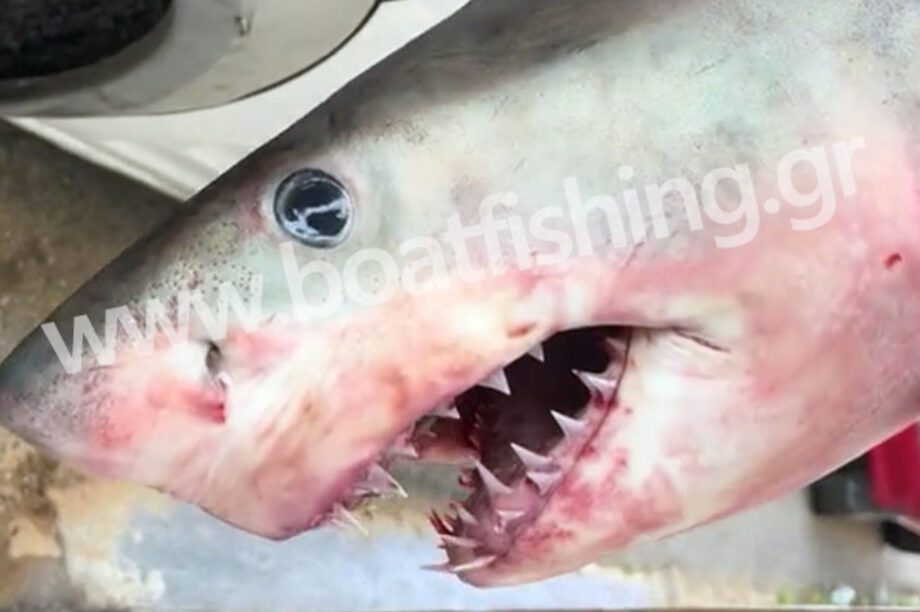 λευκός καρχαρίας