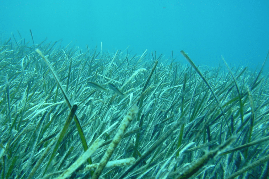 Λιβάδια Ποσειδωνίας