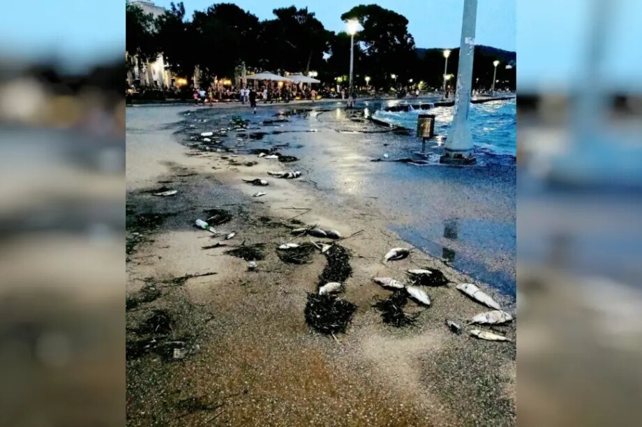 νεκρά ψάρια Βόλος