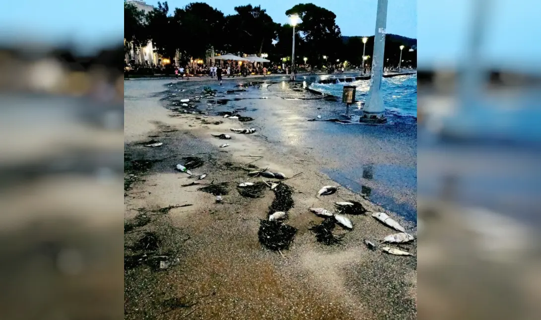 νεκρά ψάρια Βόλος