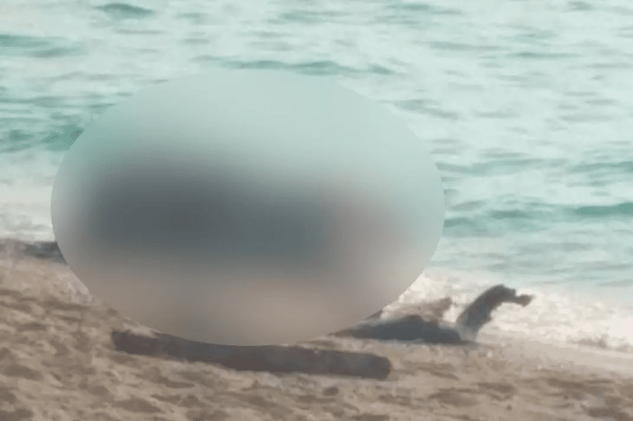 νεκρή αγελάδα