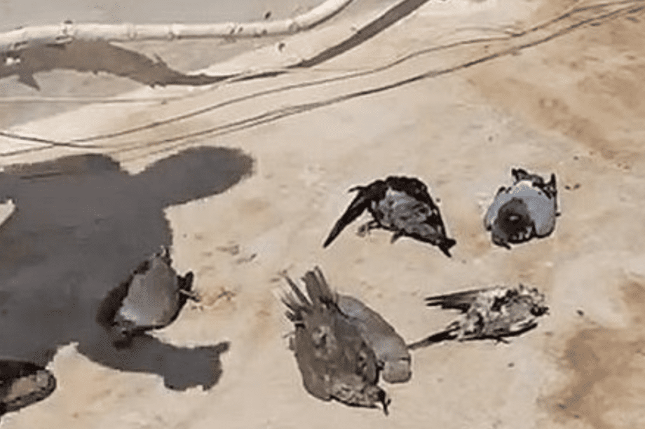 Περιστέρια