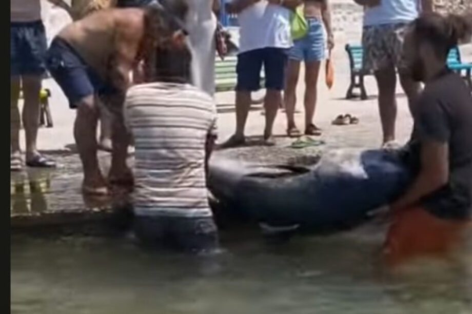 ψαριά Κουφονήσια