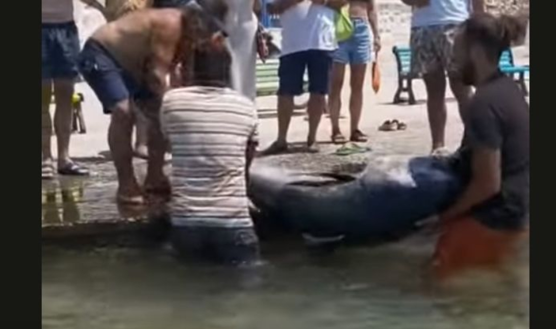 ψαριά Κουφονήσια