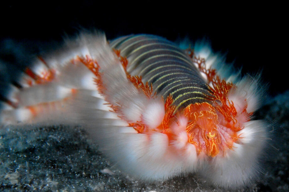 πυροσκώληκας