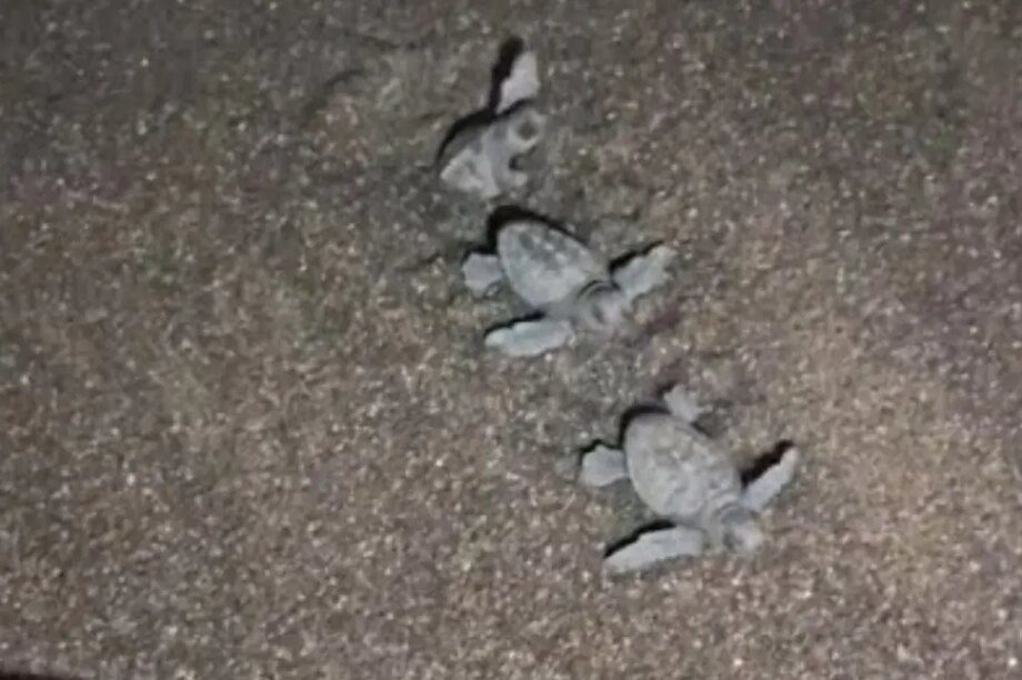 χελωνάκια Τσούτσουρας