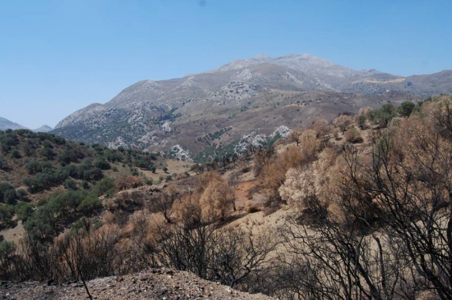 Δήμος Αμαρίου: Αυτοψία κλιμακίου ΣΕΔΗΚ και Ινστιτούτου Ελιάς στις πυρόπληκτες περιοχές