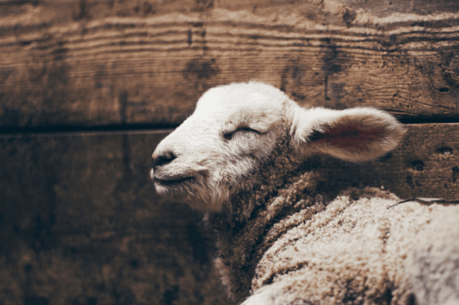 αρνί φορτηγό