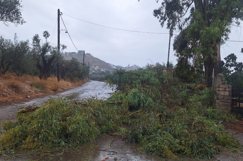 Δέντρα Μεσαρά