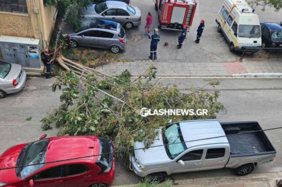 Χανιά δέντρο