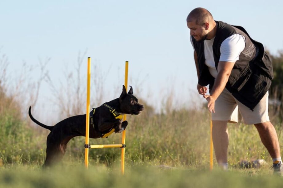 εκπαίδευση σκύλου