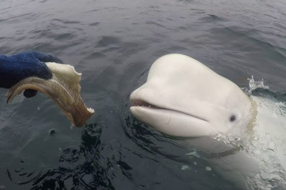 φάλαινα κατασκοπεία