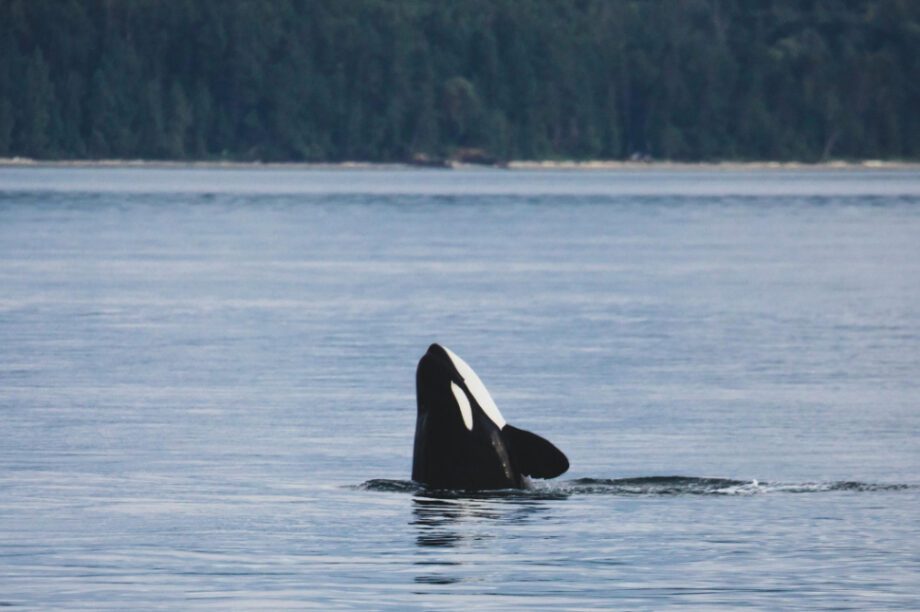 Φάλαινα όρκα