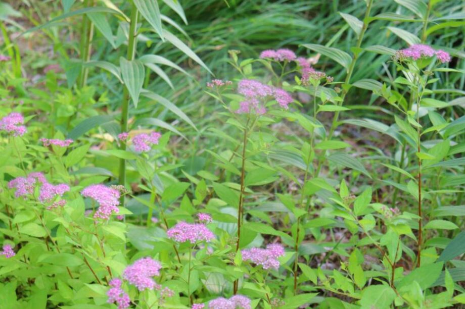 φυτα τζιντζερ ριζα