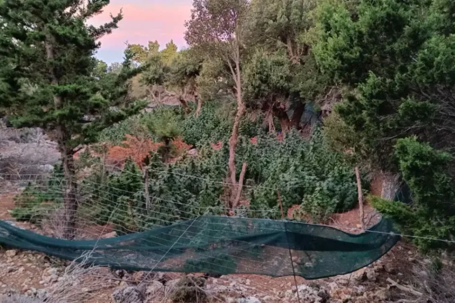 χασισοφυτεία