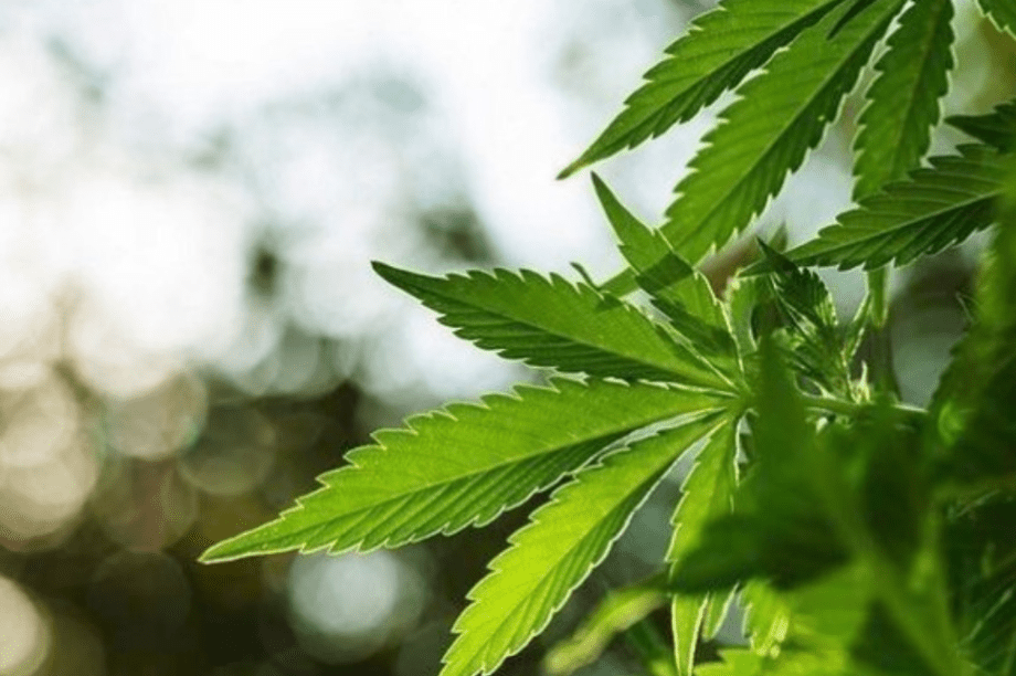 μαριχουάνα κάνναβη