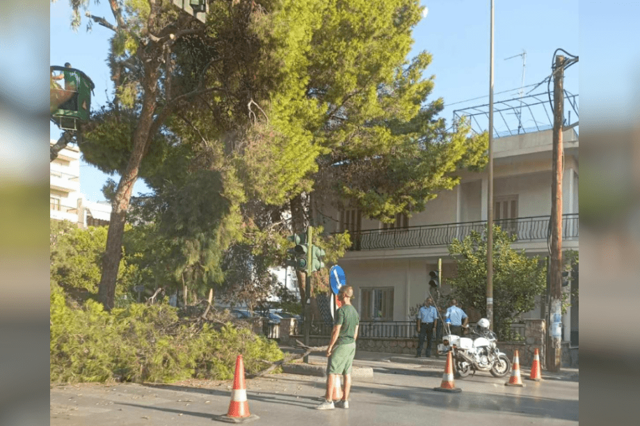 κοπή δέντρου