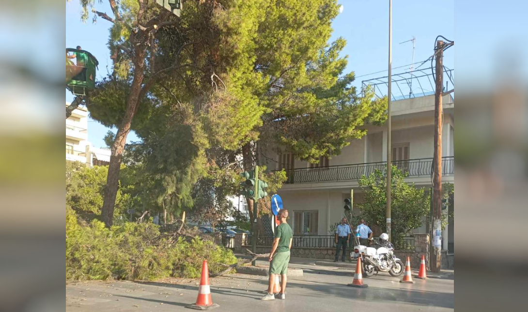 κοπή δέντρου