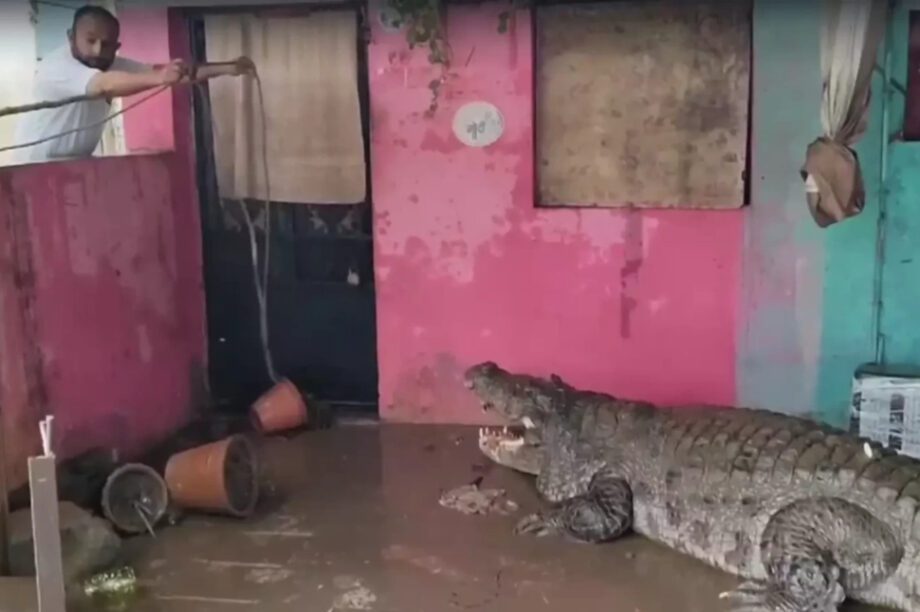 κροκόδειλος