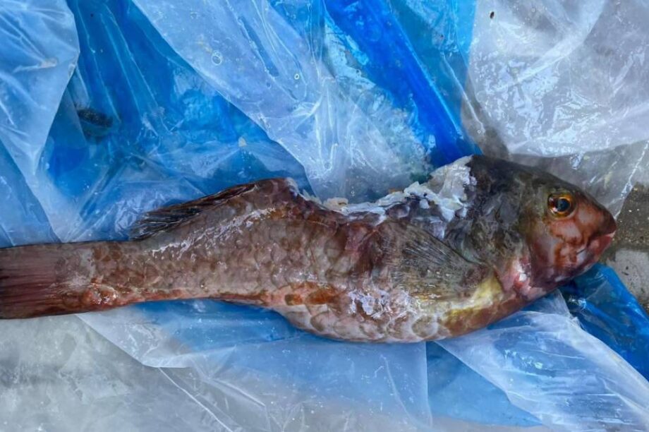 Λαγοκέφαλος