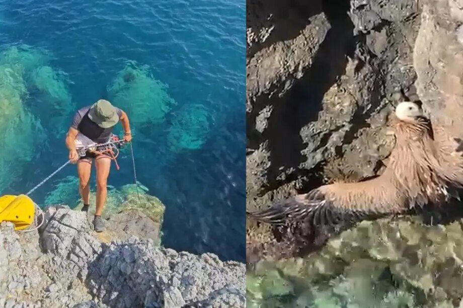 όρνιο Ρέθυμνο