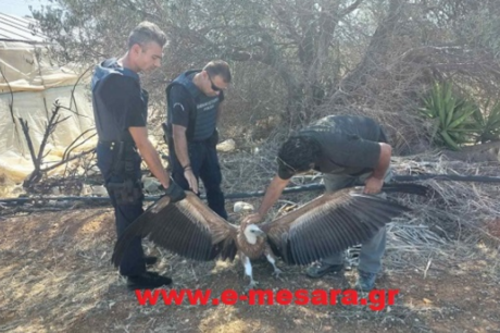 Όρνιο