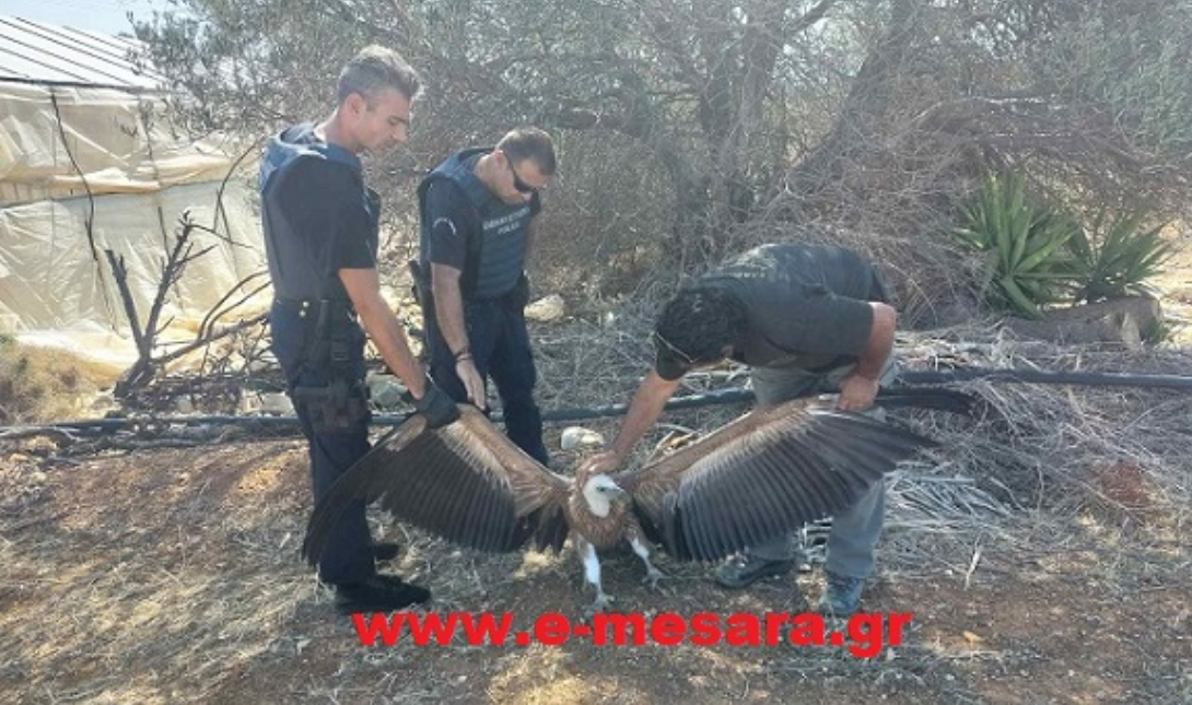 Όρνιο