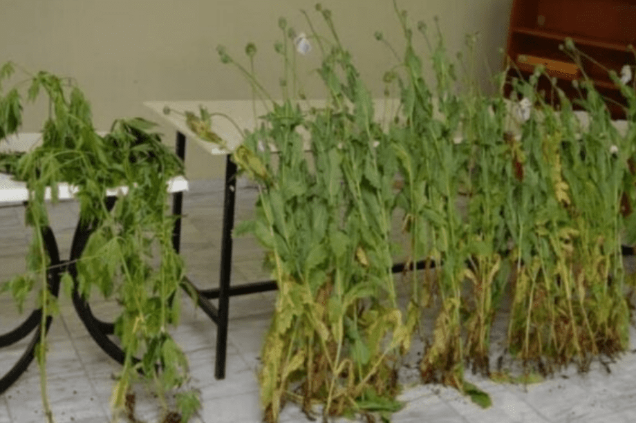 παπαρούνες