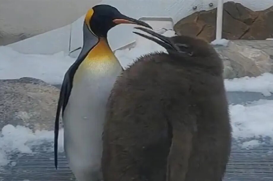 πιγκουίνος