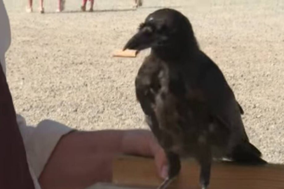 πουλιά τσιγάρο