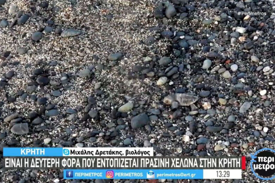 Λασίθι: Εντοπίστηκε ένα σπάνιο είδος χελώνας