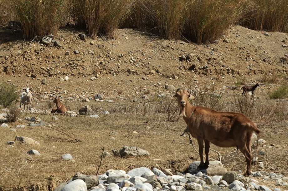φραγμα αποσελεμη