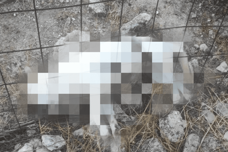 Κτηνωδία στη Μεσσαρά