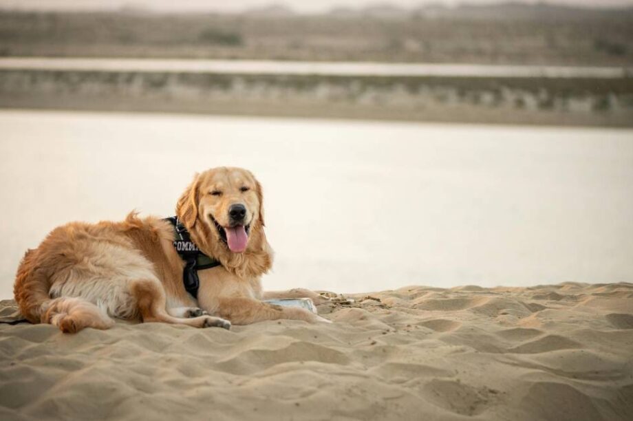 Σκύλος άμμος παραλία
